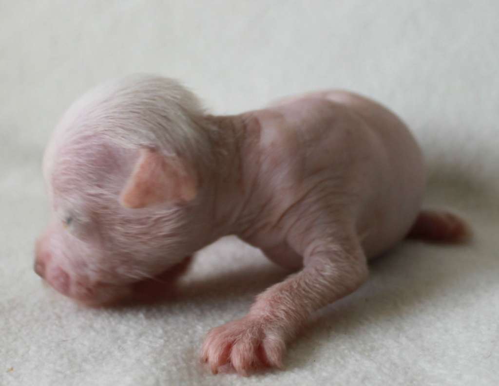 Siler Snow iz Clana Timurlana