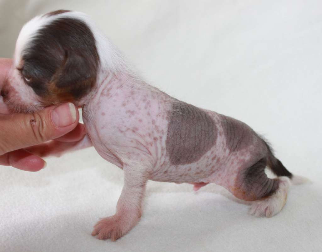 Showiness Spark iz Clana Timurlana