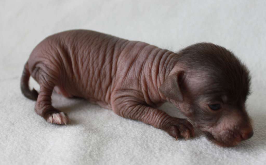 Sirilin Leona iz Clana Timurlana