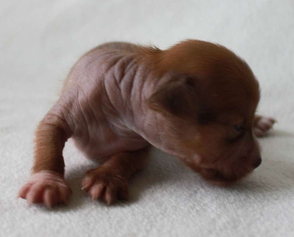 Sinderella Noisy iz Clana Timurlana