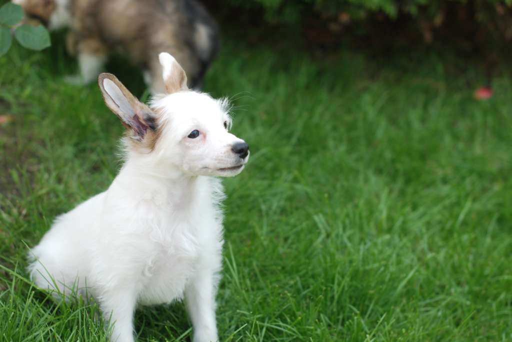 AkDenis Nirvana Balu