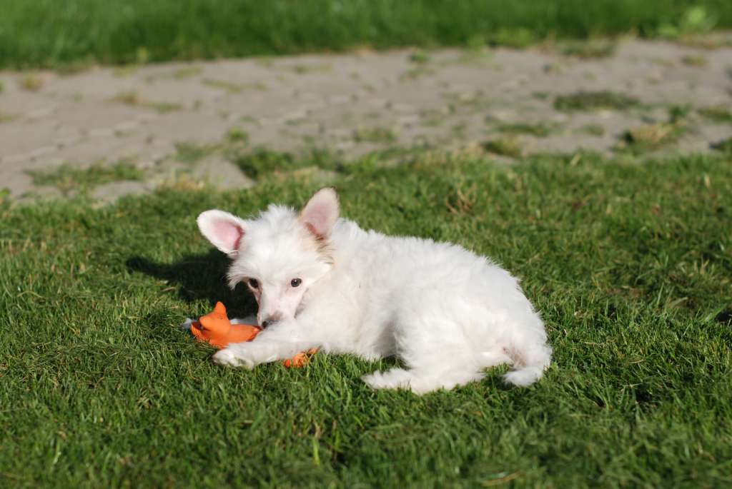 AkDeniz Niagara Riviera