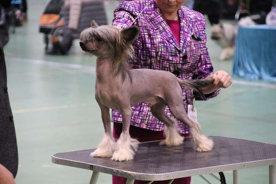 Absolute Souls Pasodoble