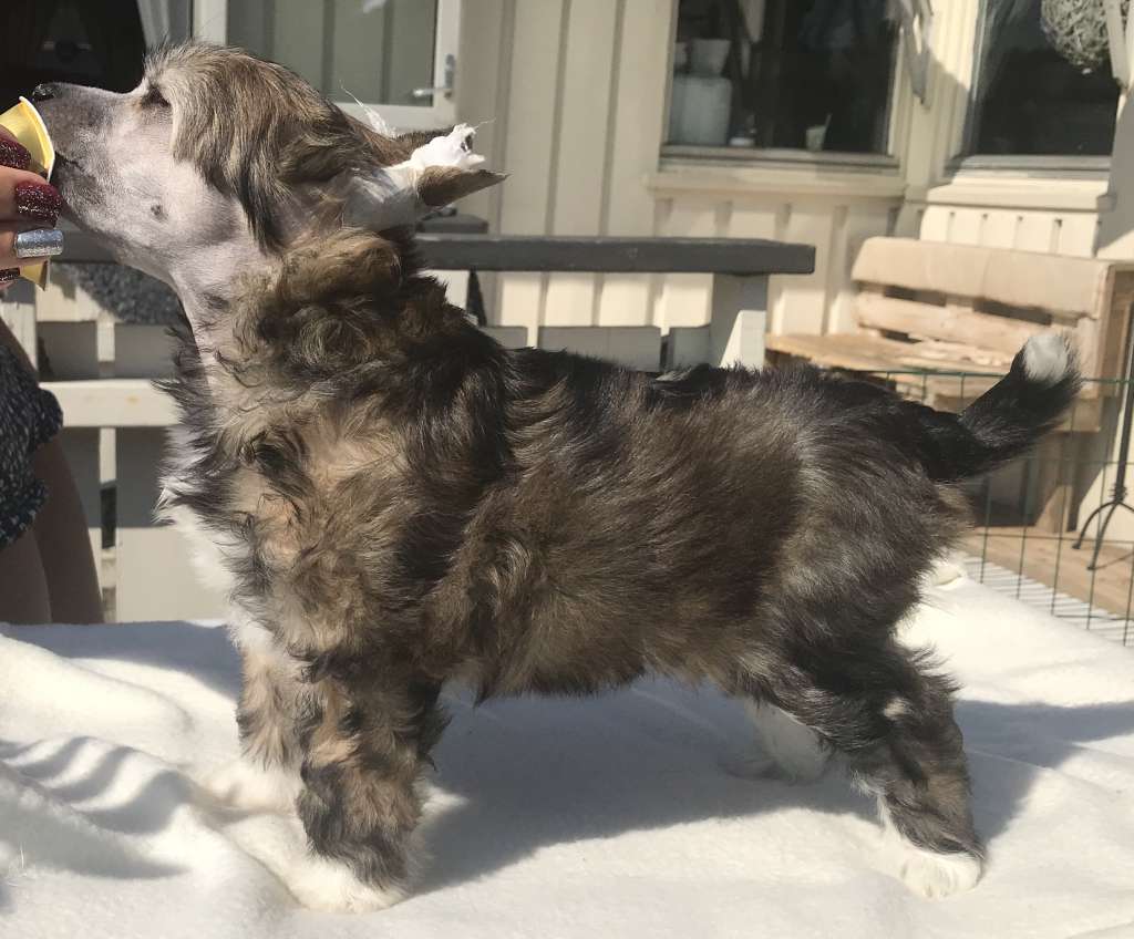 Absolute Souls Cha-Cha-Cha