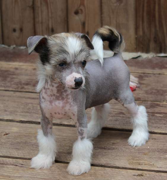 Angel O' Check Maysy