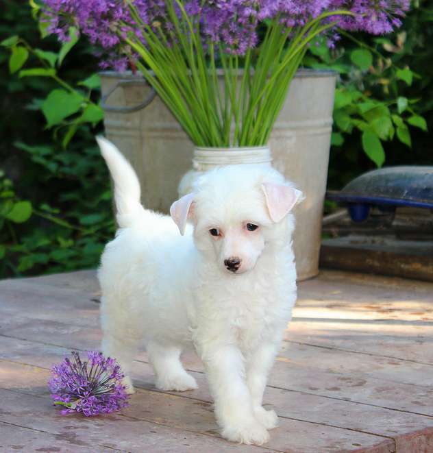 Angel O' Check Metelitsa