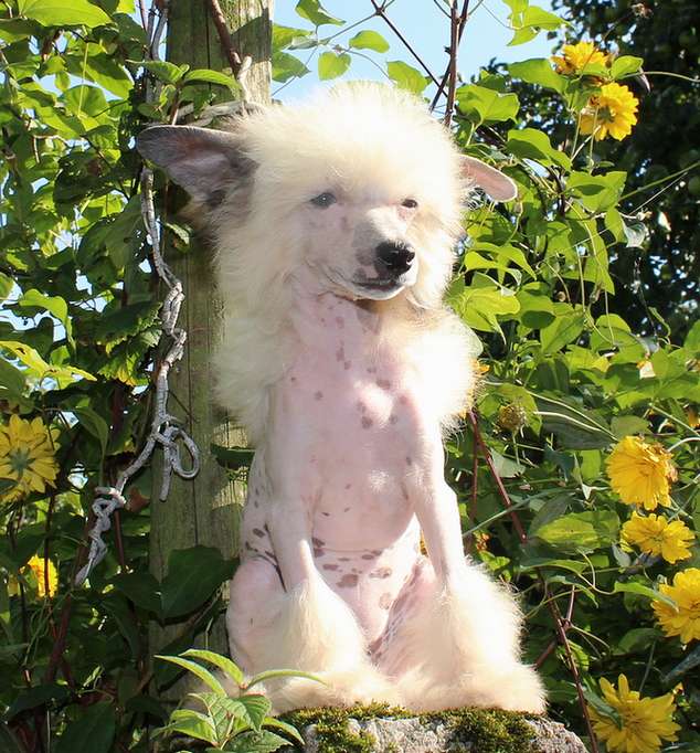 Angel O' Check Negnaya Ledy