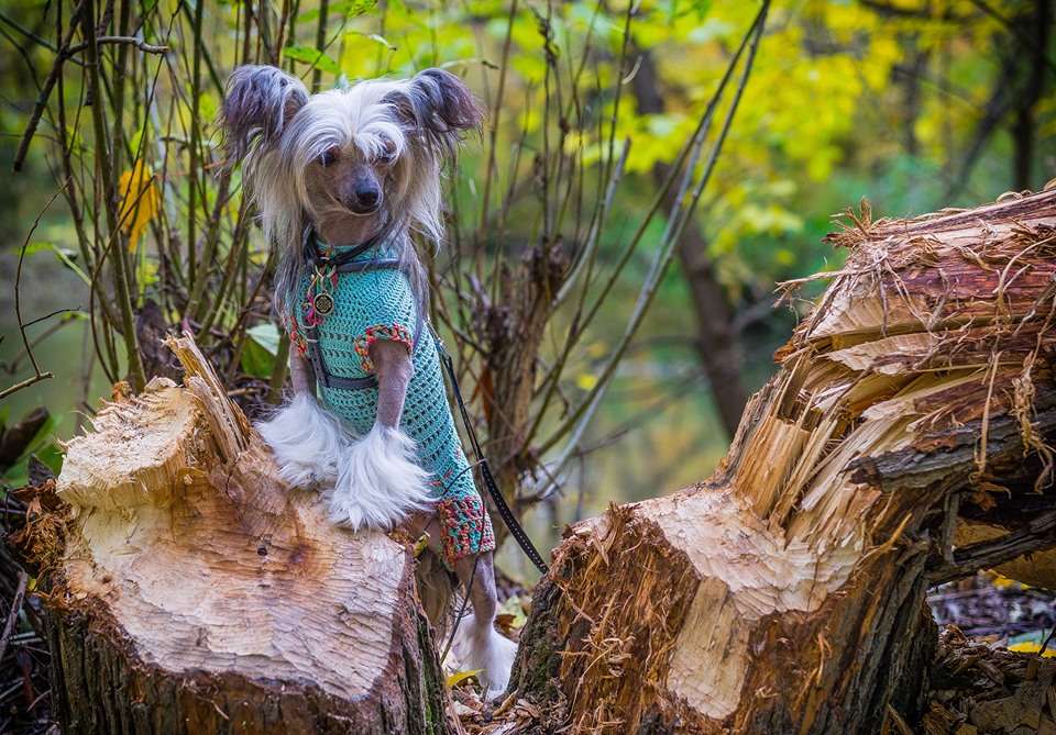 Angel O' Check Neobyknovennoe Shudo