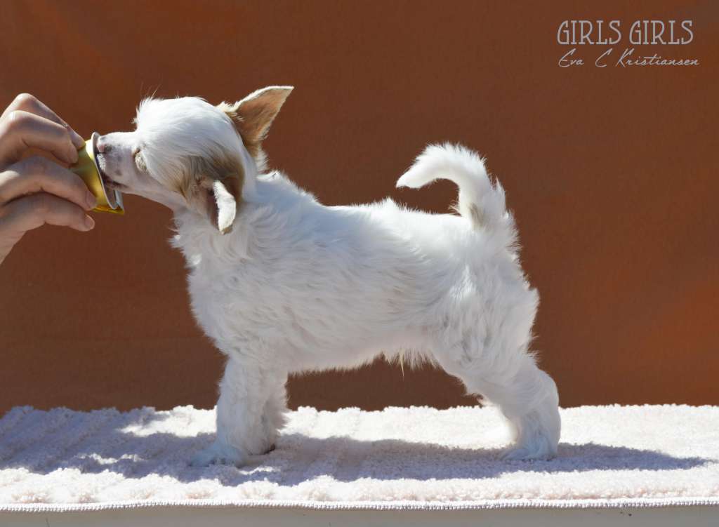 Girls Girls Full Metall