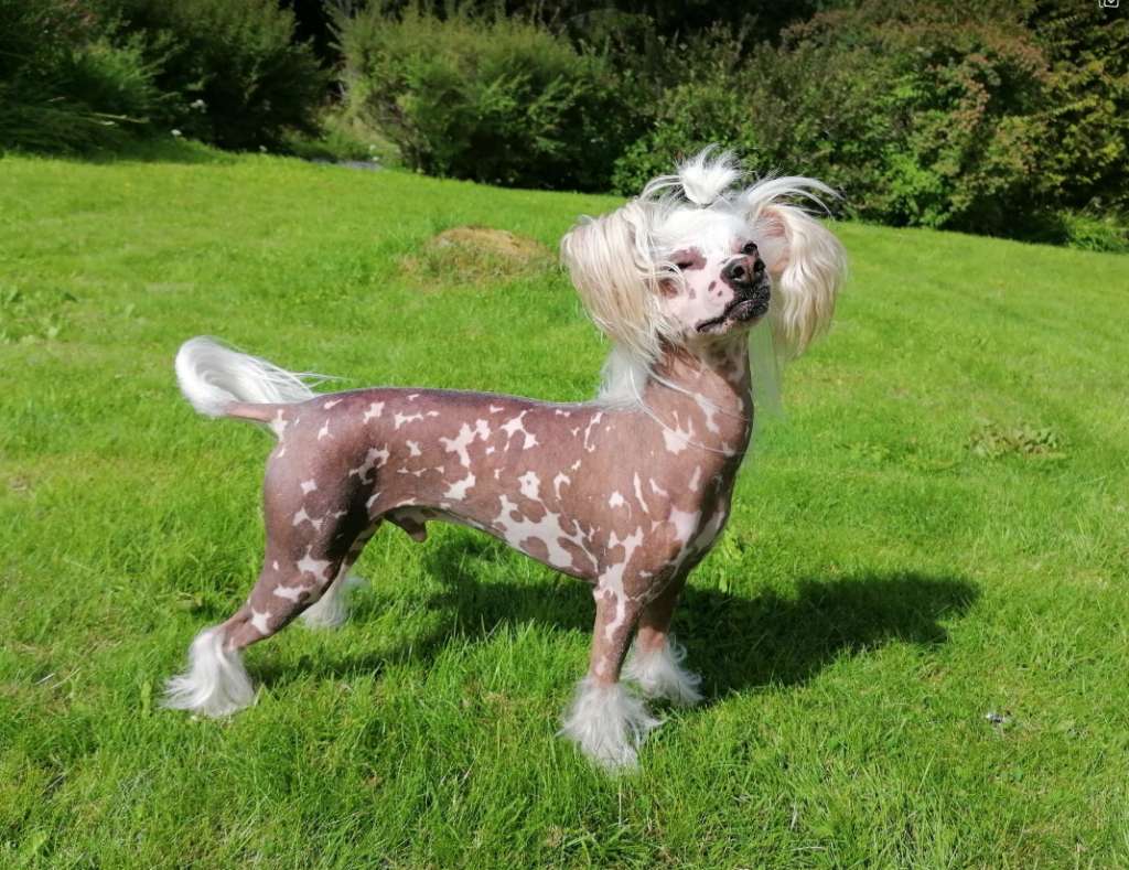 Girls Girls Foreign Policy