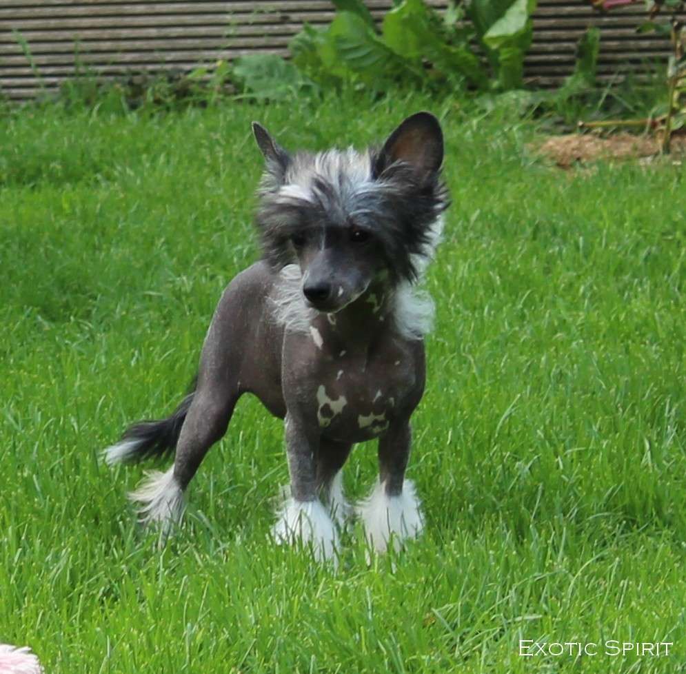 Exotic Spirit One Way to be Perfect