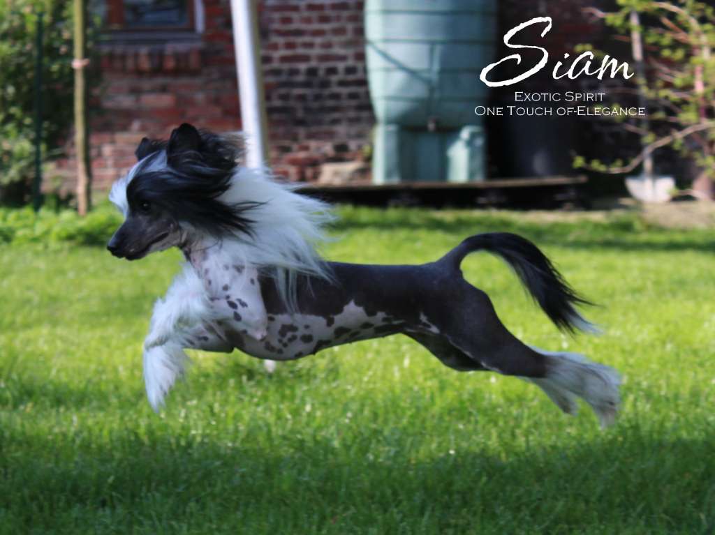 Exotic Spirit One Touch of-Elegance