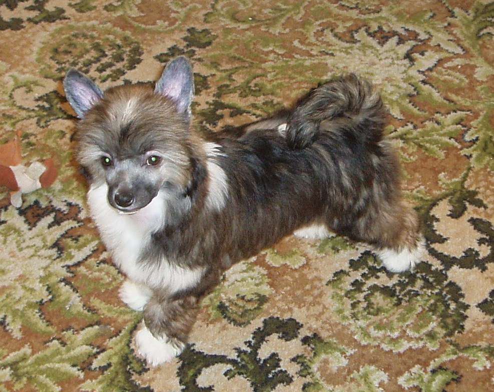 Franzell Risky Business