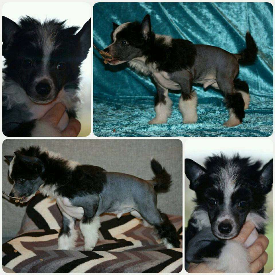 Chinese Flowers Danilo