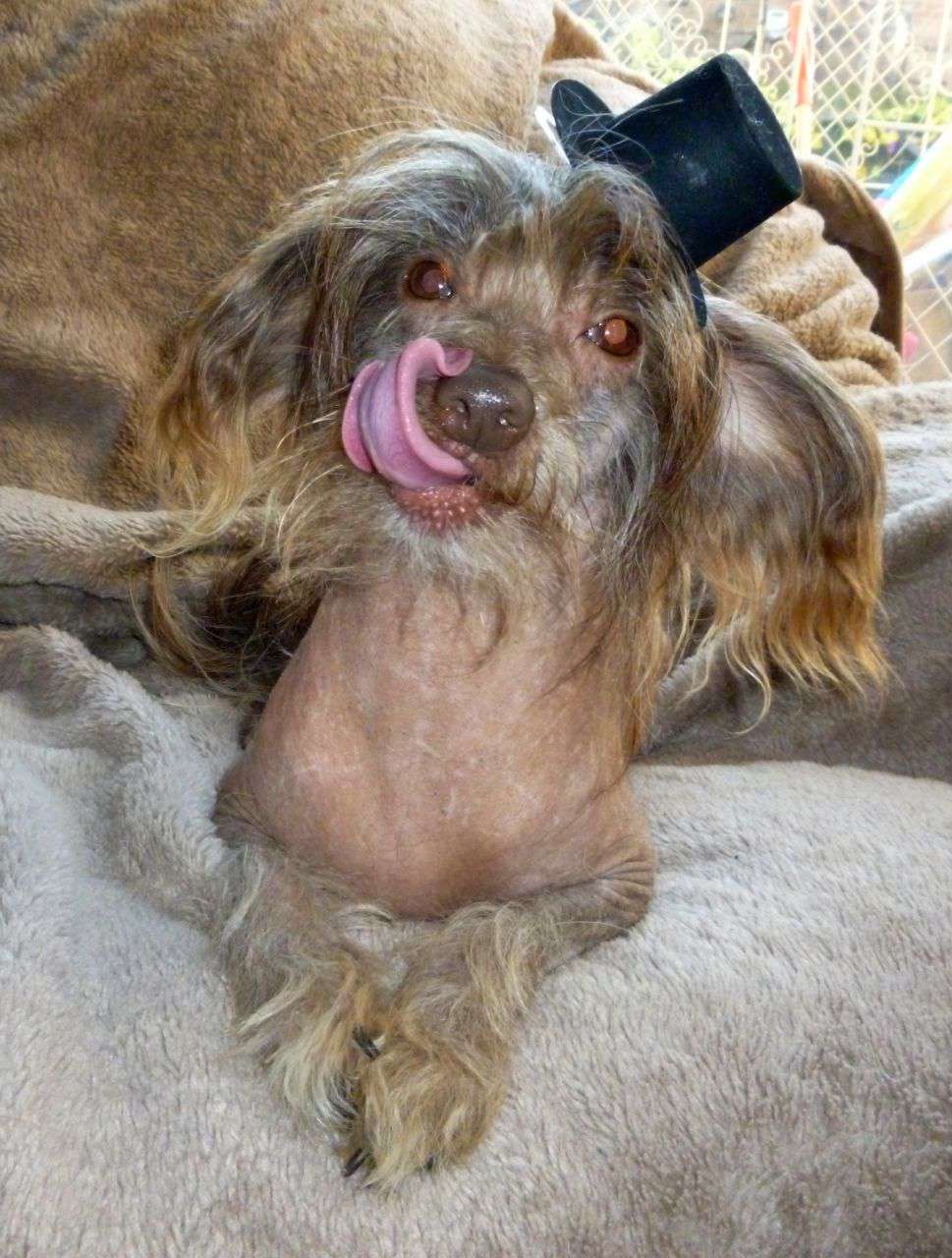 Dobby Doodle Truffle