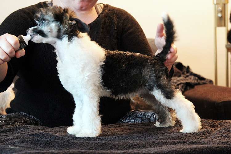 Tinted's Phantom Hourglass