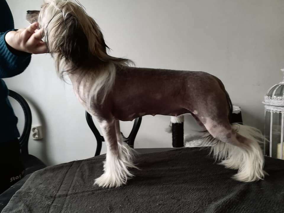 Tinted's Ocarina Of Time