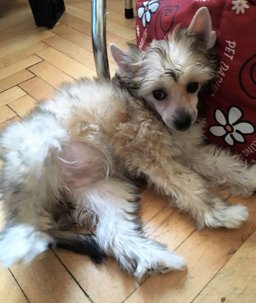 Bravery Bella Velura