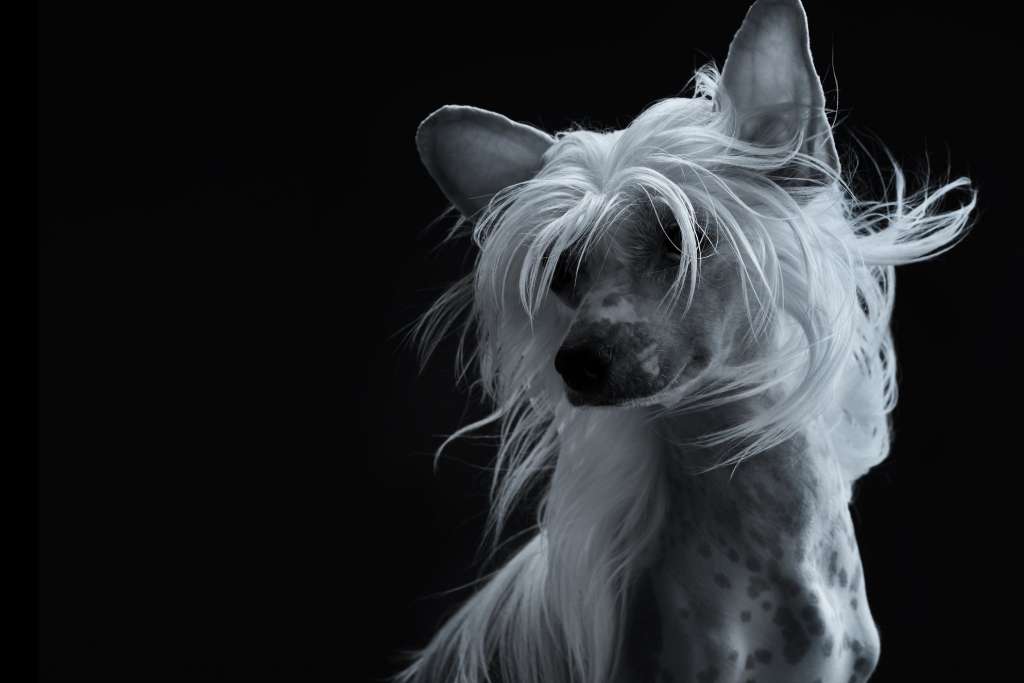 Anna Sky Kennel Magic Over Time