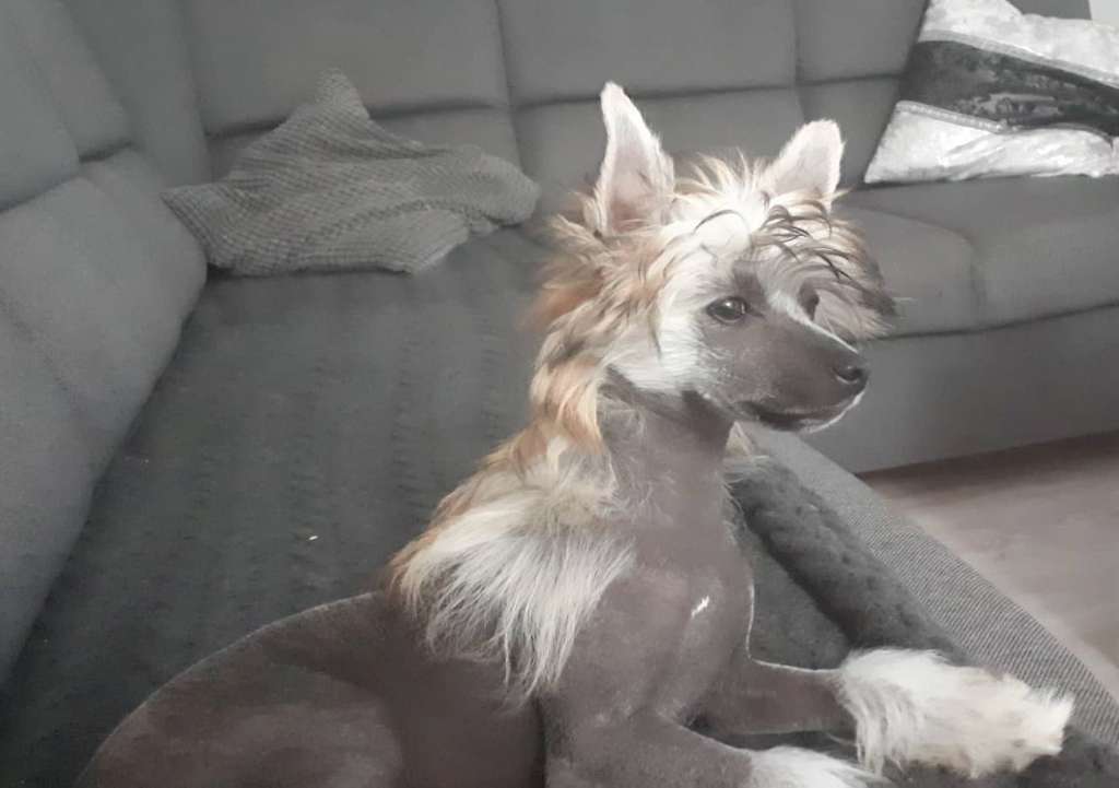 Bellatrix Baya Velura