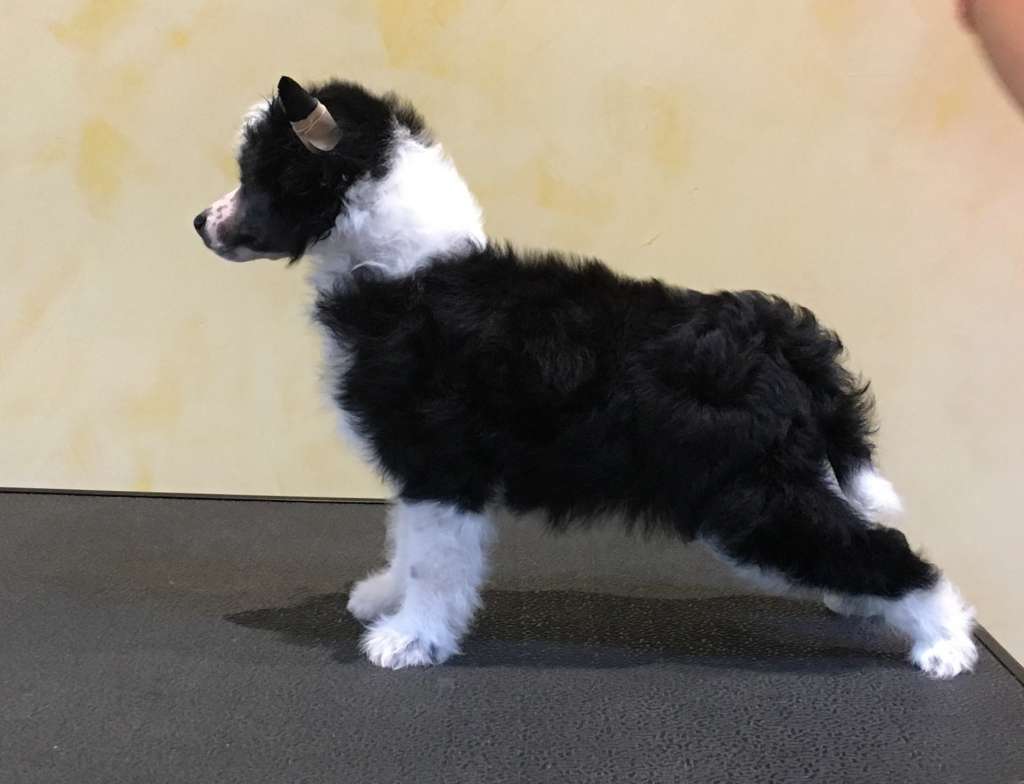 Cladary Triumph Five Carat