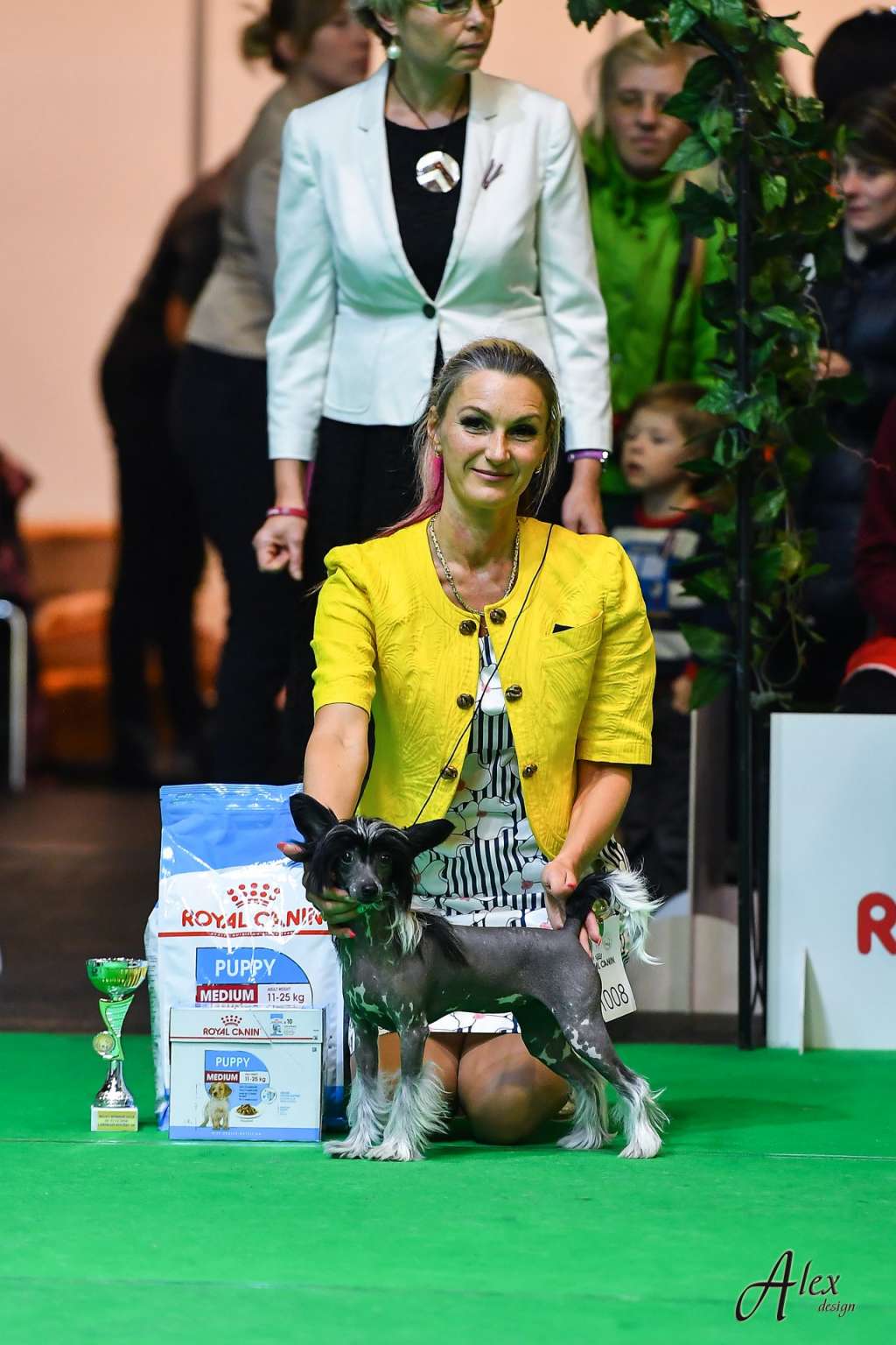 Cladary Triumph Florence