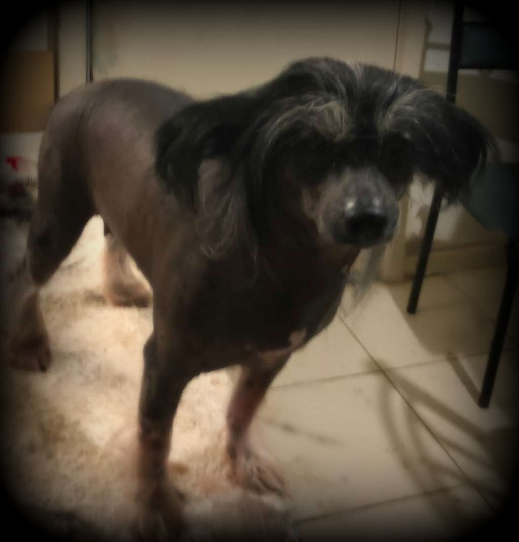 Saxor No Bush on my Toosh