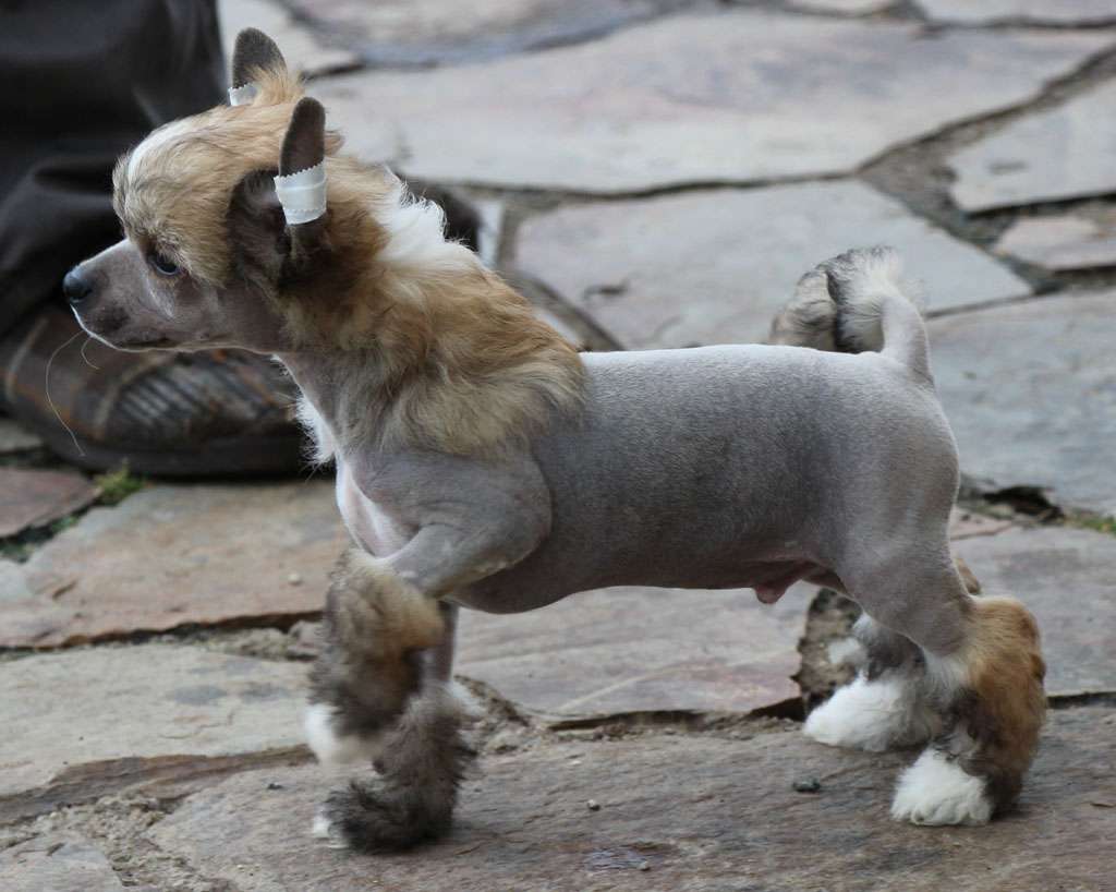 Rider of shadows de Almamasan