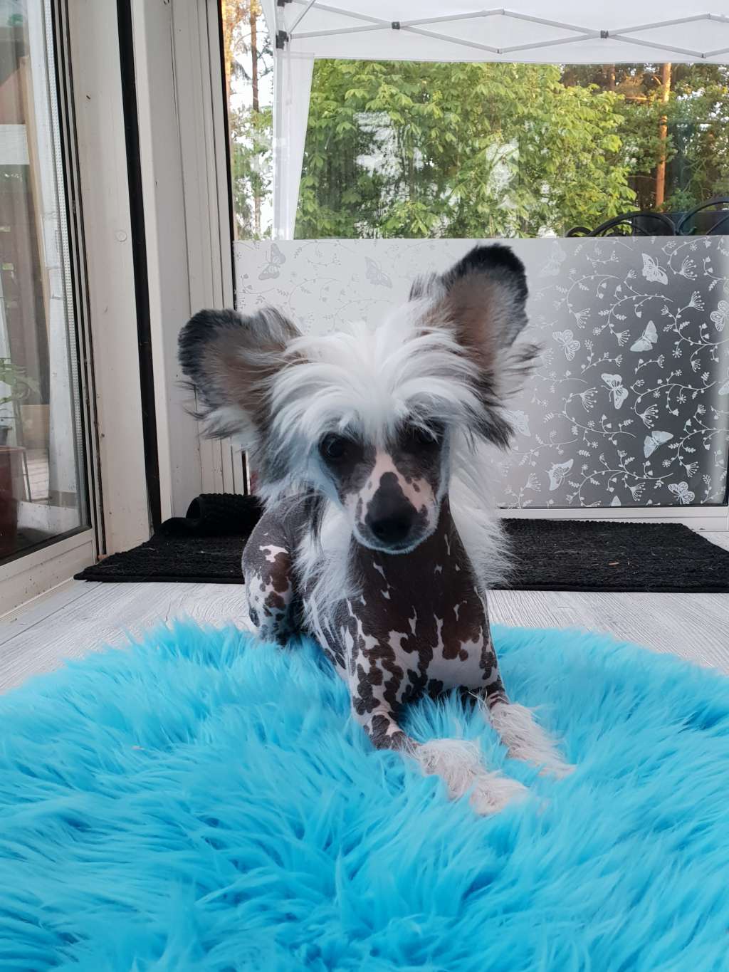 Yamboliz Lady stardust