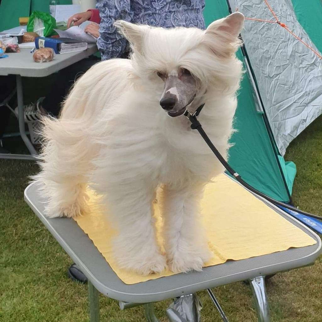 Yamboliz Marilyn Monroe