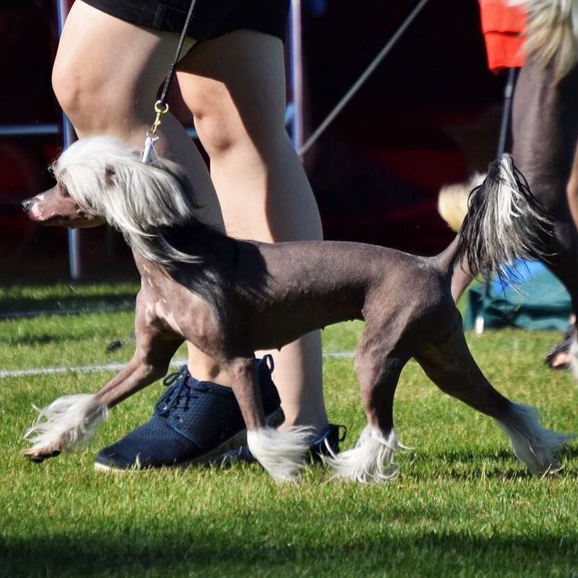 Yamboliz Modesty Blaise