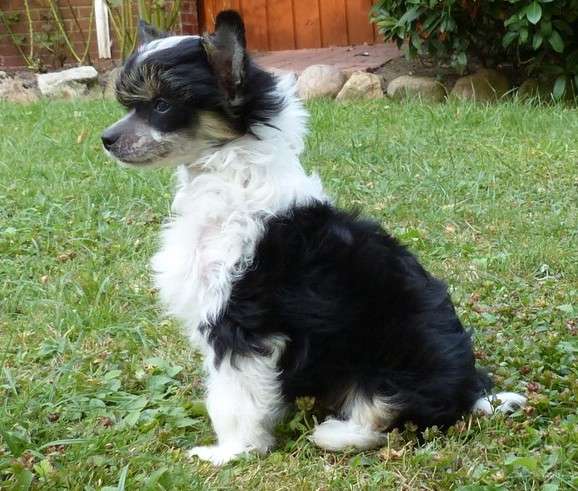 Haruka vom Apfelland