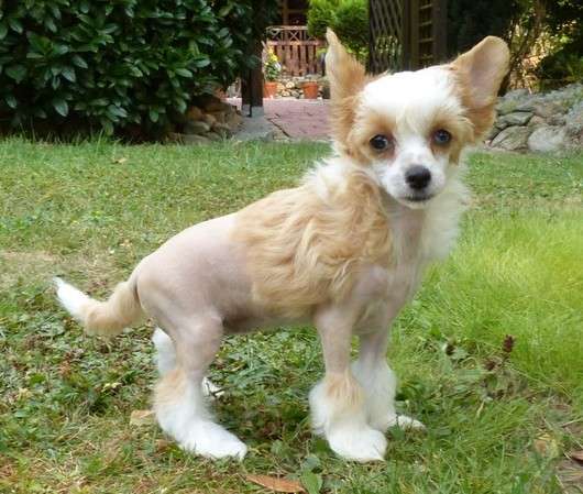 Hermiene vom Apfelland