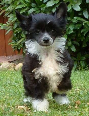 Hatifa vom Apfelland