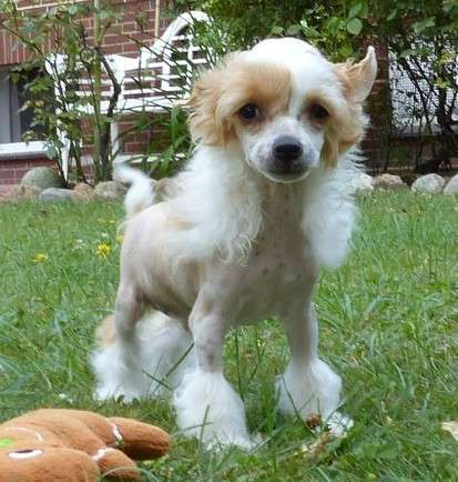 Harumi vom Apfelland