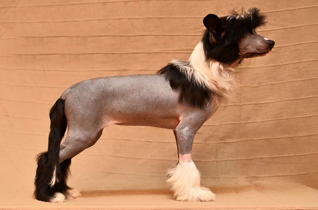 Lana Planet Of Dream