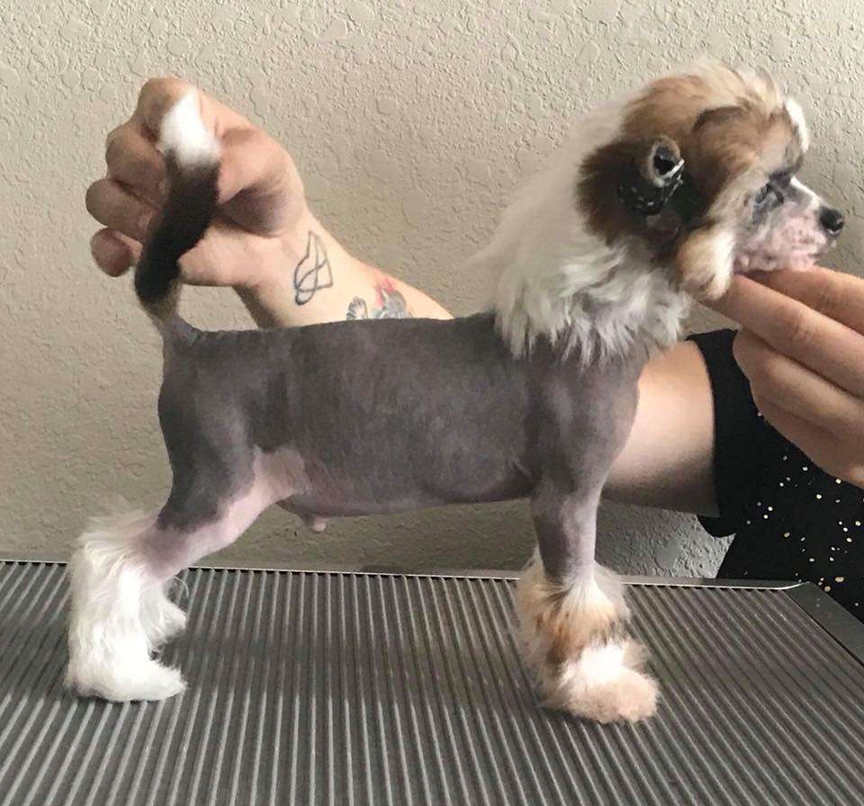 Gracieux-Pahlavi Whirlwind At Ashella