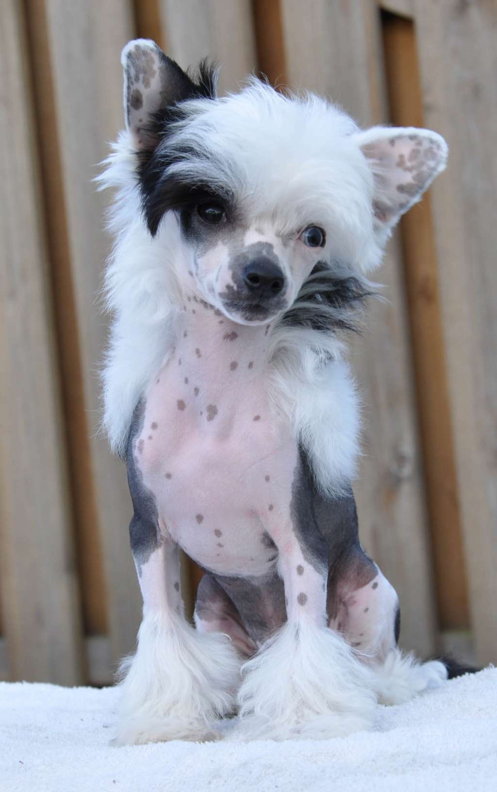 Wildeers Cool Mint Cocktails