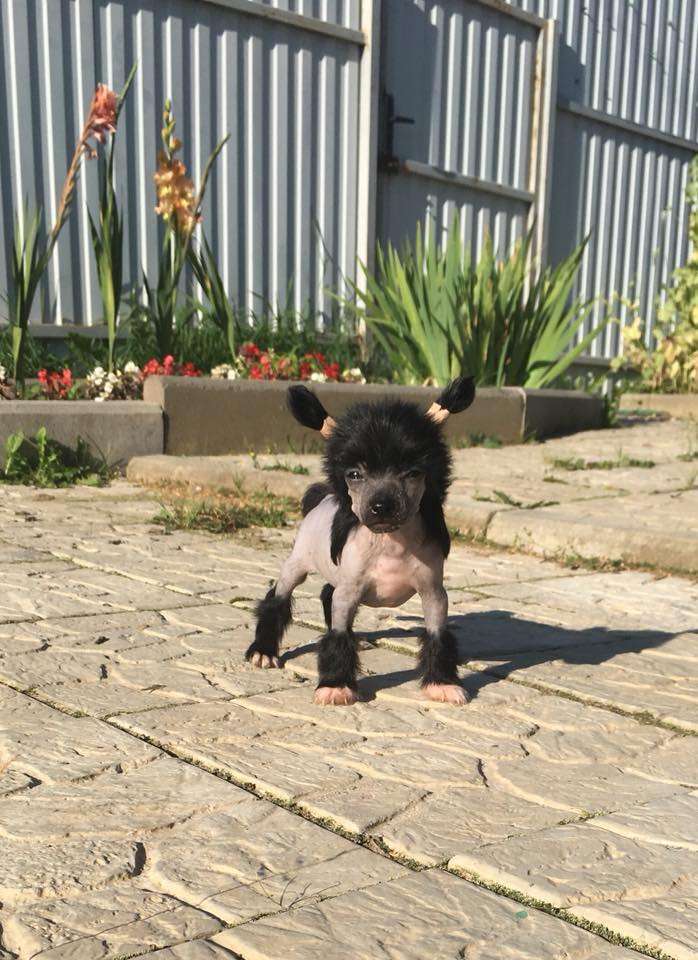 Fiery Fame Quest For Success