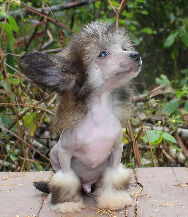 Angel O' Check Rodnaya Dusha