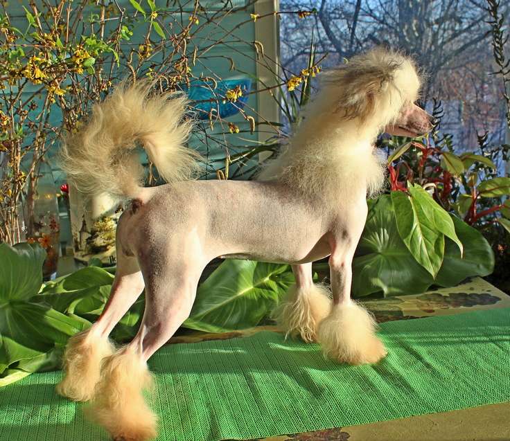 Angel O' Check Olia-Domovushka