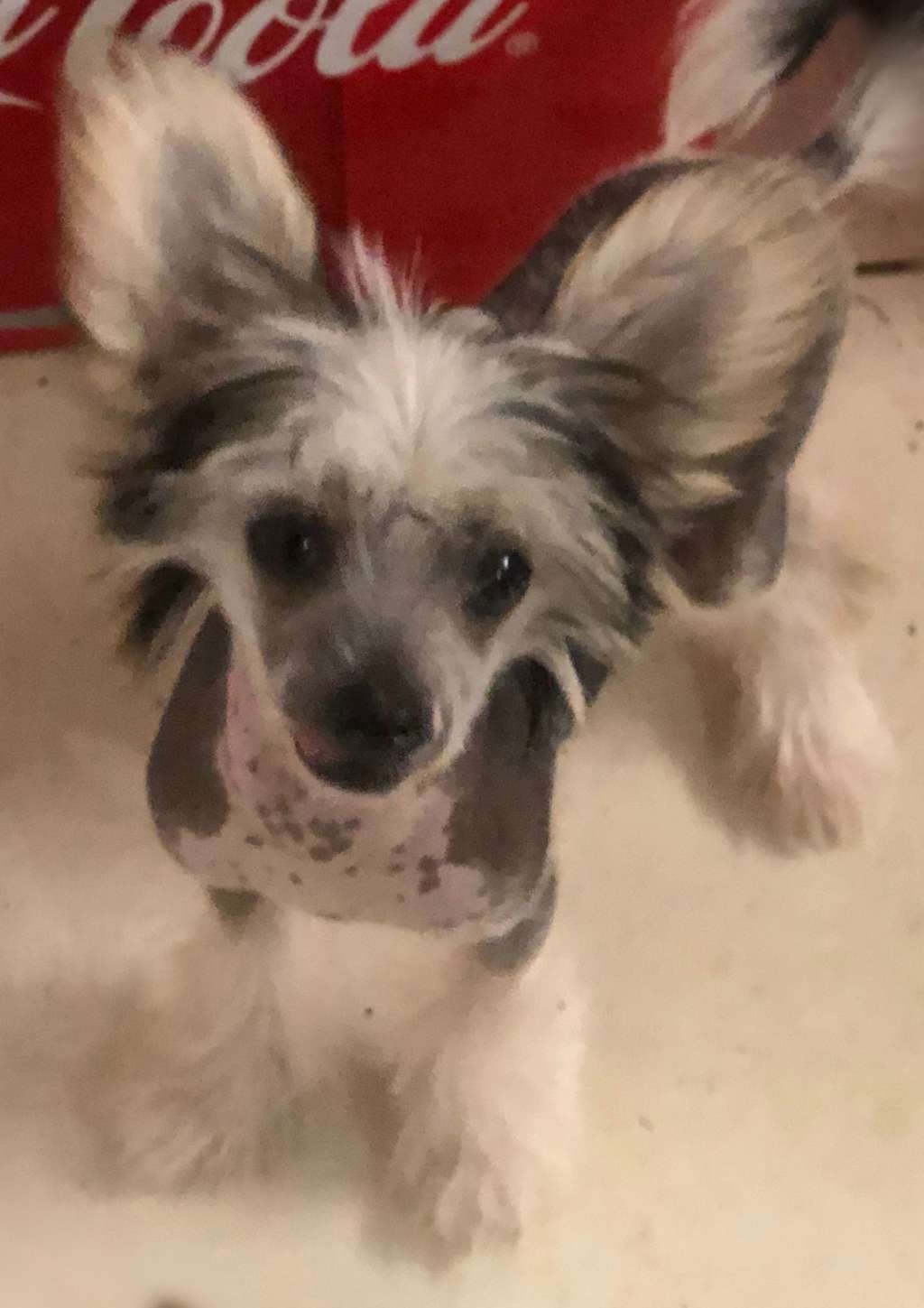 Cadiz Absolutely Furbuless