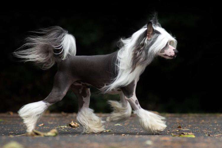 Crazy Cresteds Ferrox Panoh