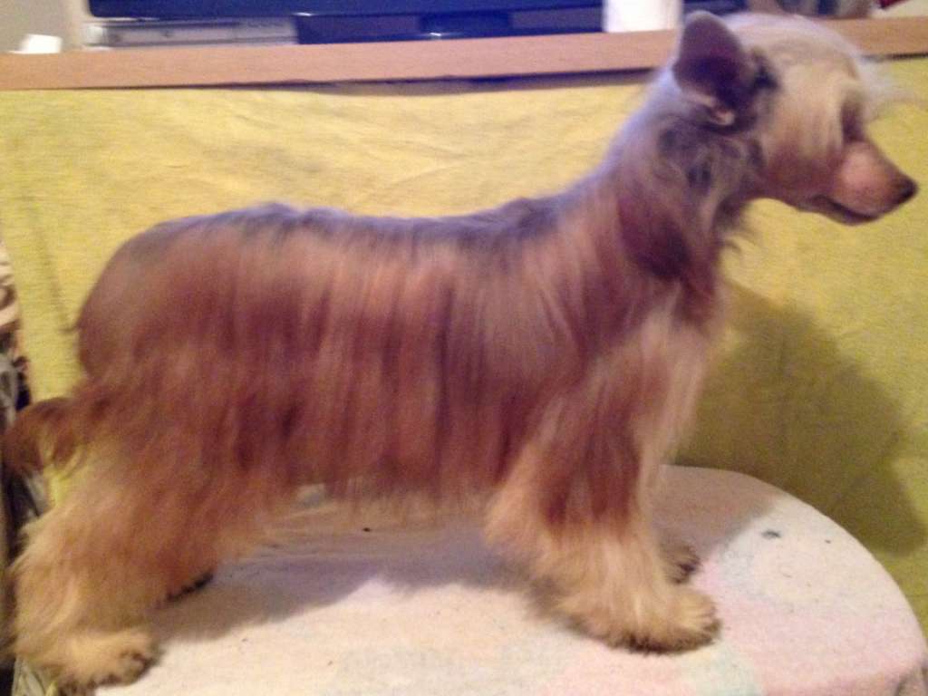 DeBahTrio Collateral Beauty