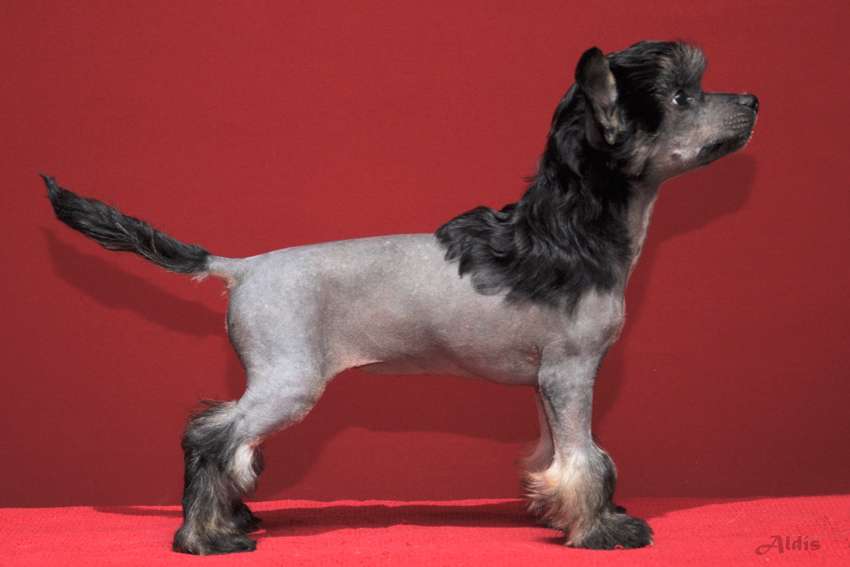 Practical Hero Under The Umbrella