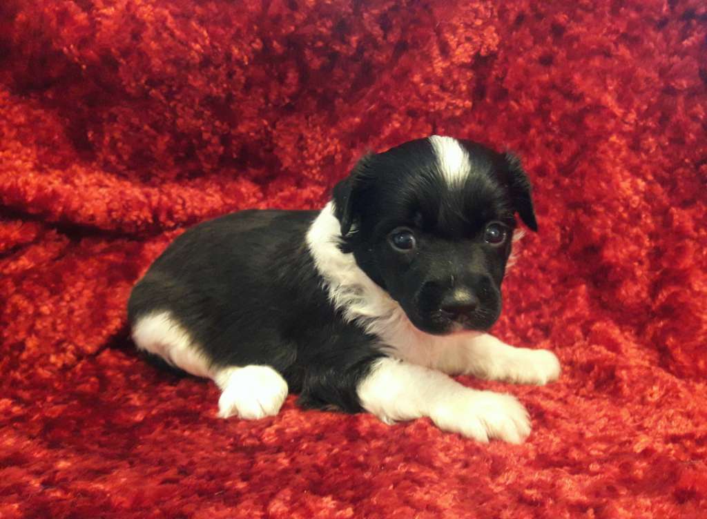 So Important Question Sasima FCI