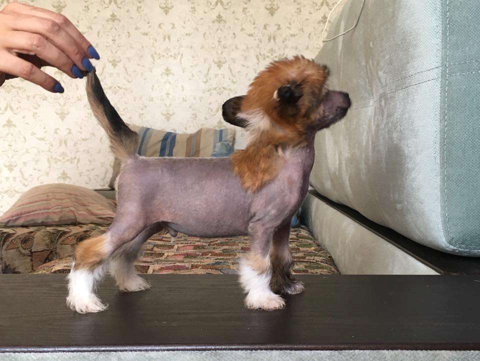 Fiery Fame Special Souvenir