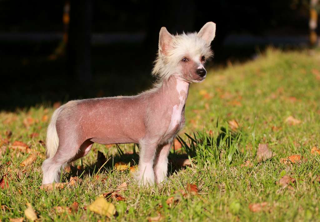 Star Show Bon Ami Zumba Show Galaktika