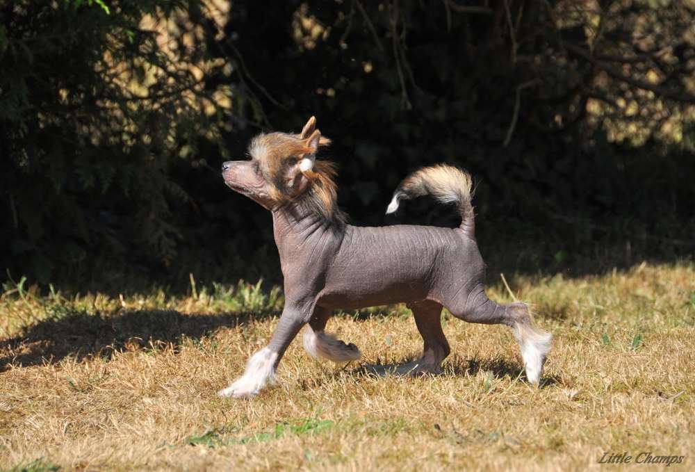 Off an on Little Champs