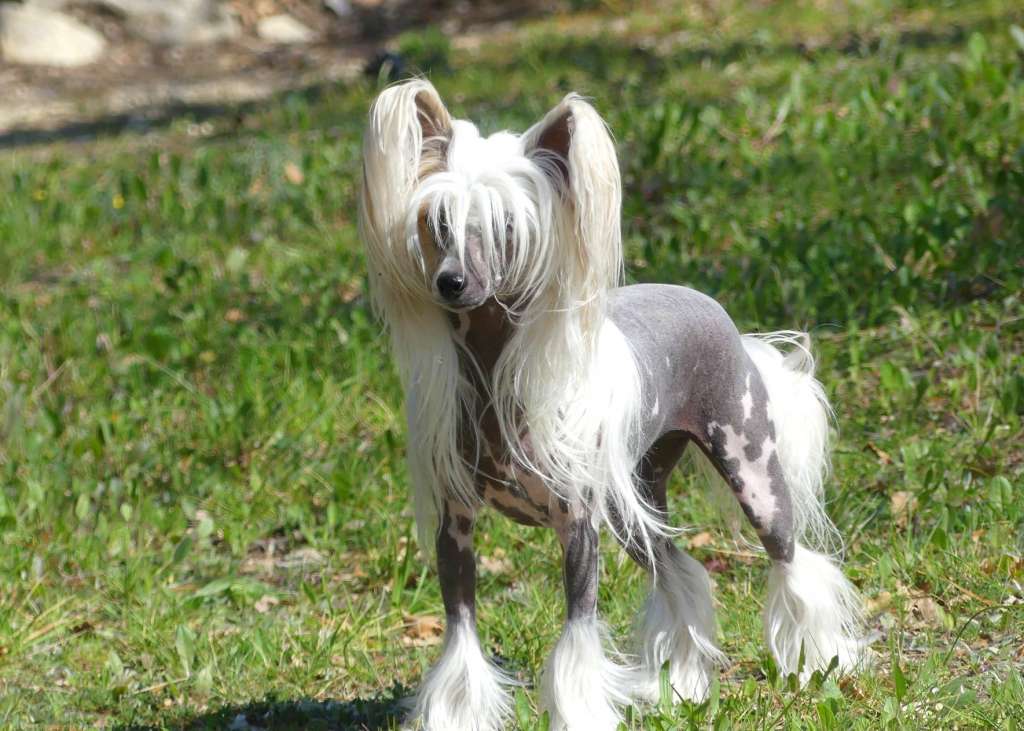 Of'Elie Little Champs